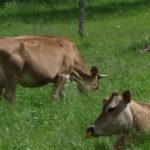 Tickets-restaurants : une utilisation pour financer des projets agricoles
Une carte de titres restaurants engagée pour soutenir l'agriculture durable. C’est la solution proposée aux entreprises pour permettre de financer des projets agricoles via un fonds dédié.