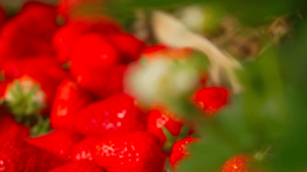 Alimentation : la fraise, le bonbon du Périgord
Cap sur le Périgord, samedi 25 mai, pour la rubrique "Les petits plats dans l'écran". Après la cueillette des fraises, direction la cuisine pour la mise en valeur de ces fruits d’été.