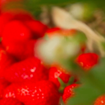 Alimentation : la fraise, le bonbon du Périgord
Cap sur le Périgord, samedi 25 mai, pour la rubrique "Les petits plats dans l'écran". Après la cueillette des fraises, direction la cuisine pour la mise en valeur de ces fruits d’été.