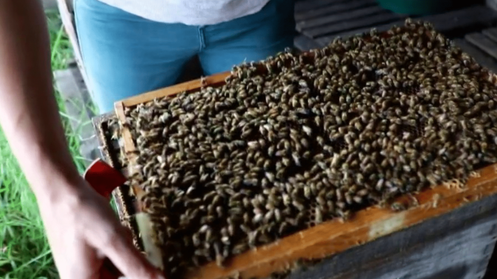 Agriculture : la récolte de miel touchée par l’humidité
Les abeilles sont elles aussi touchées par les intempéries. Dans certaines régions, le printemps pluvieux a contrarié leur activité, et les récoltes de miel sont moins importantes que prévu.