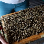 Agriculture : la récolte de miel touchée par l’humidité
Les abeilles sont elles aussi touchées par les intempéries. Dans certaines régions, le printemps pluvieux a contrarié leur activité, et les récoltes de miel sont moins importantes que prévu.