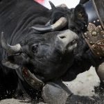 Une pétition en ligne recueille 20 000 signatures en 24 heures pour faire interdire des combats de vaches prévus lors d'un festival en Isère
Ces "combats de reines" ont été importés de Suisse, il y a 30 ans. L'association Justice Animaux Savoie craint que cette "inadmissible" pratique ne se répande.
