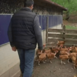 Bien-être animal : bientôt un label façon "nutri-score" ?
Un nouveau label sur le bien-être animal pourrait faire son apparition. Il informerait les consommateurs sur la manière dont les animaux sont traités.