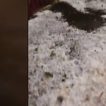 Intempéries : Tremblay-en-France recouvert de grêle
Les orages ont fait de gros dégâts à Tremblay-en-France, en Seine-Saint-Denis, dans la nuit du 1er au 2 mai.