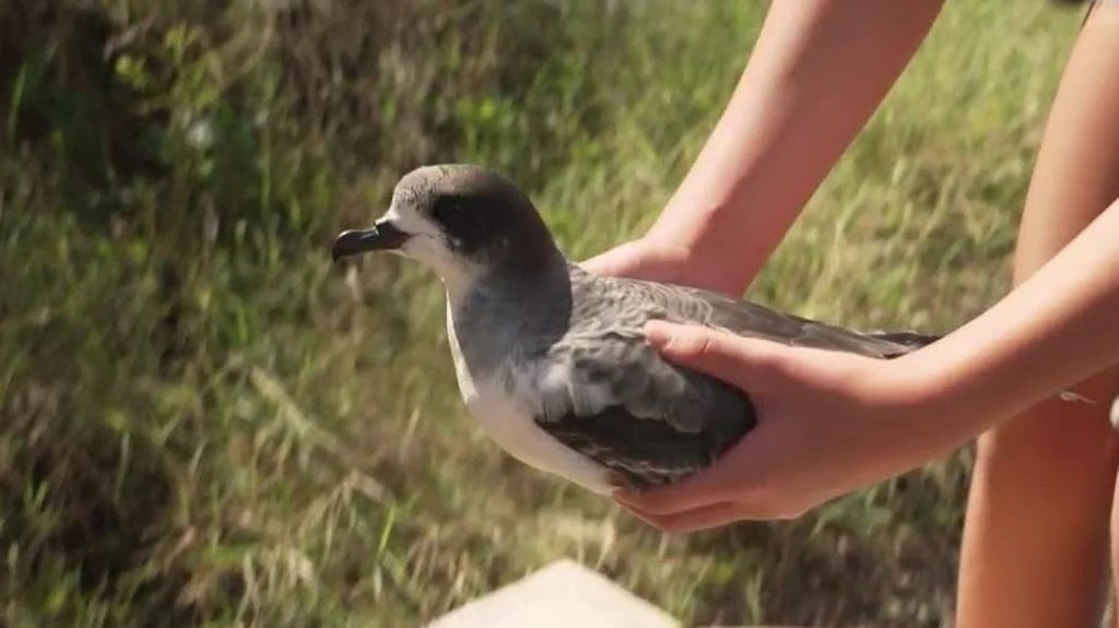 Île de la Réunion : des volontaires tentent de protéger la faune et la flore
Sur l’Ile de la Réunion, des volontaires tentent de protéger une fleur attaquée par des plantes invasives, et de secourir un oiseau perturbé par les éclairages nocturnes. Reportage.