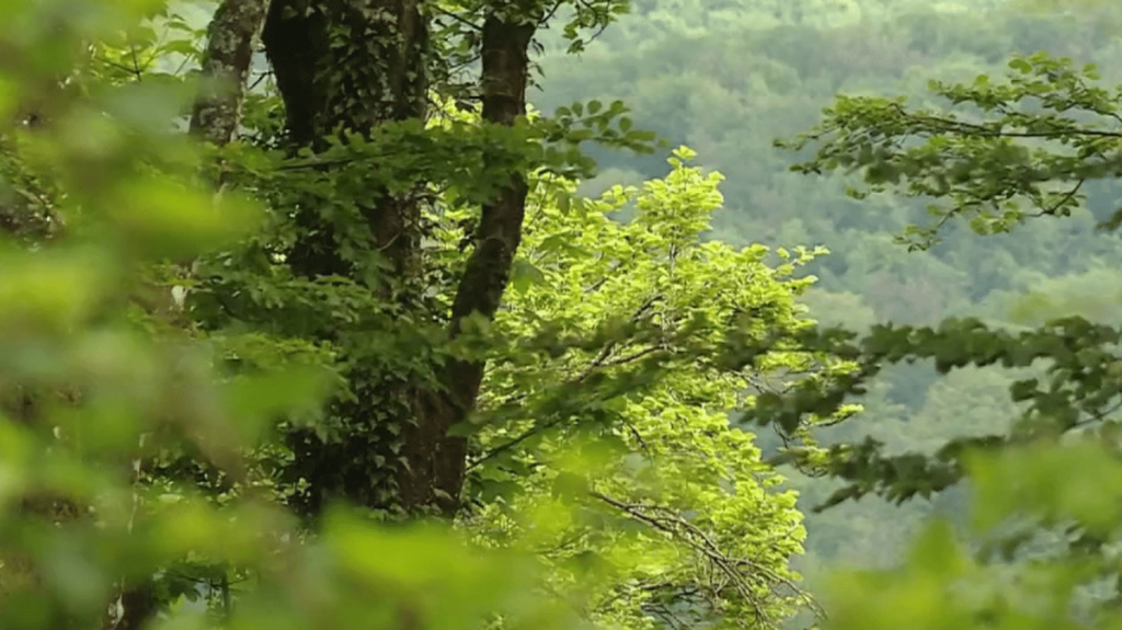 Franche-Comté : de nouvelles essences d'arbres mieux adaptées au réchauffement climatique dans les forêts
1 300 hectares de forêt sont à replanter en Franche-Comté, en raison de la sécheresse. Aux typiques sapins et épicéas s'ajoutent désormais de nouvelles essences d'arbres plus résistantes au réchauffement climatique, notamment le cèdre de l'Atlas.
