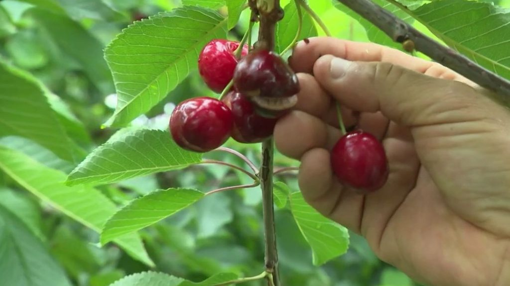 Cerises : des récoltes difficiles en raison d'une météo capricieuse
Les pluies abondantes ont des effets négatifs sur la récolte des cerises. Les fruits abîmés sont nombreux. Tout est fait pour tenter de sauver un maximum de fruits sur les variétés précoces.