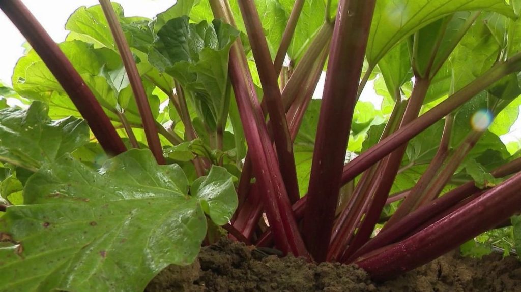 Gastronomie : la rhubarbe, une plante rose acide qui se décline à l'infini dans les assiettes
La rubrique "Les petits plats dans l'écran" met la rhubarbe à l'honneur samedi 11 mai. Cette plante herbacée originaire d'Asie se marie avec plats salés et sucrés.