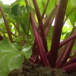 Gastronomie : la rhubarbe, une plante rose acide qui se décline à l'infini dans les assiettes
La rubrique "Les petits plats dans l'écran" met la rhubarbe à l'honneur samedi 11 mai. Cette plante herbacée originaire d'Asie se marie avec plats salés et sucrés.