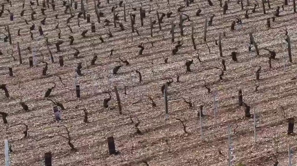 Intempéries dans l'Yonne : frappé par les orages de grêle, le vignoble de Chablis tente de survivre
Des intempéries et des orages de grêle ont ravagé les vignes de Bourgogne. Un quart du vignoble de Chablis aurait été impacté et certains agriculteurs ont perdu près de 80% de leurs parcelles.