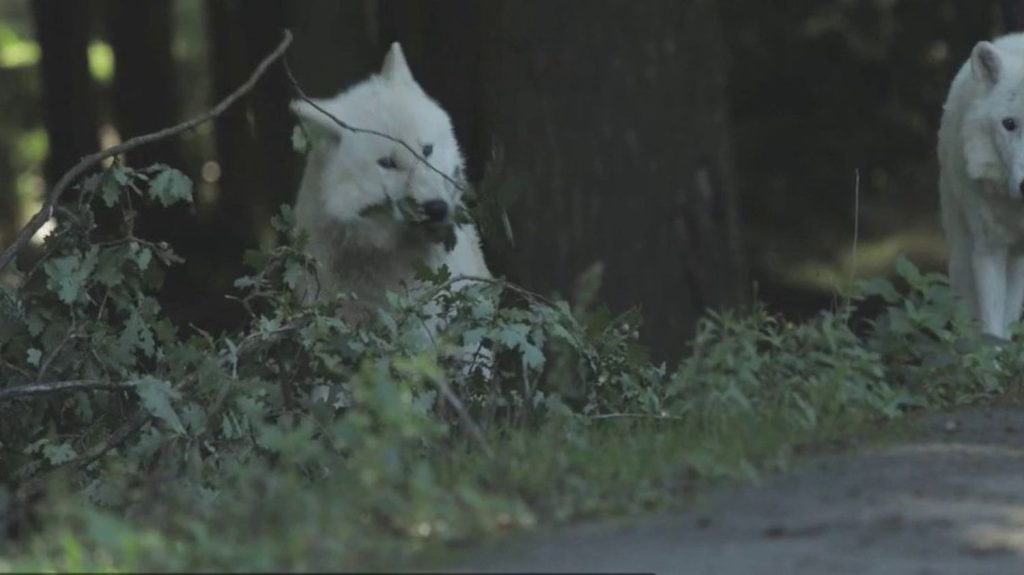 Yvelines : une femme attaquée par des loups au zoo de Thoiry
Une femme de 37 ans a été attaquée par des loups au zoo de Thoiry (Yvelines). Elle s’est retrouvée dans l’enclos qui leur est reservé. Elle faisait un jogging au moment de l’attaque.