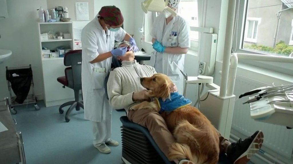 Brest : un chien de compagnie pour rassurer les patients chez le dentiste
À Brest (Finistère), l’hôpital de la ville propose un chien de compagnie pour rassurer les patients anxieux qui ont rendez-vous chez le dentiste.