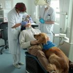 Brest : un chien de compagnie pour rassurer les patients chez le dentiste
À Brest (Finistère), l’hôpital de la ville propose un chien de compagnie pour rassurer les patients anxieux qui ont rendez-vous chez le dentiste.