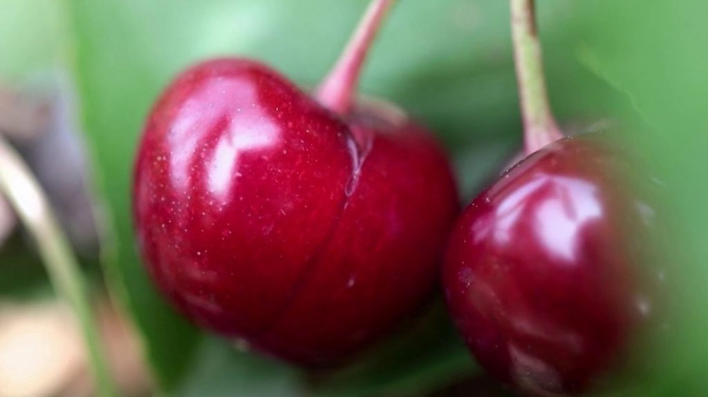 Gastronomie : le temps des cerises est arrivé dans le Vaucluse
La rubrique "Les petits plats dans l'écran" prend la direction du Vaucluse, samedi 1er juin, pour déguster de bonnes cerises.