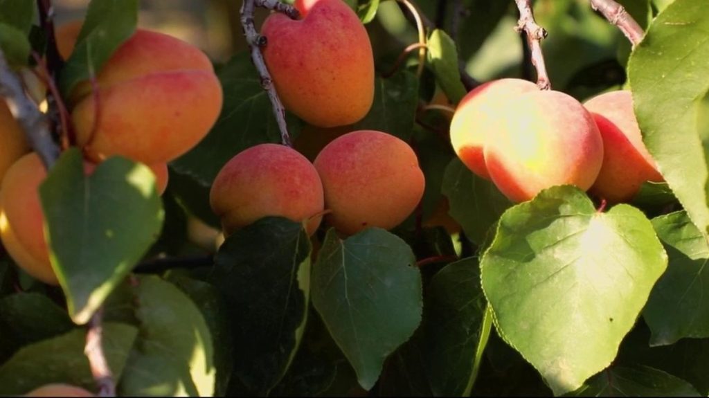 Cuisine : à la découverte de l’abricot rouge du Roussillon
Le 13 heures vous emmène à la découverte de l’abricot rouge du Roussillon, ce samedi 29 juin.