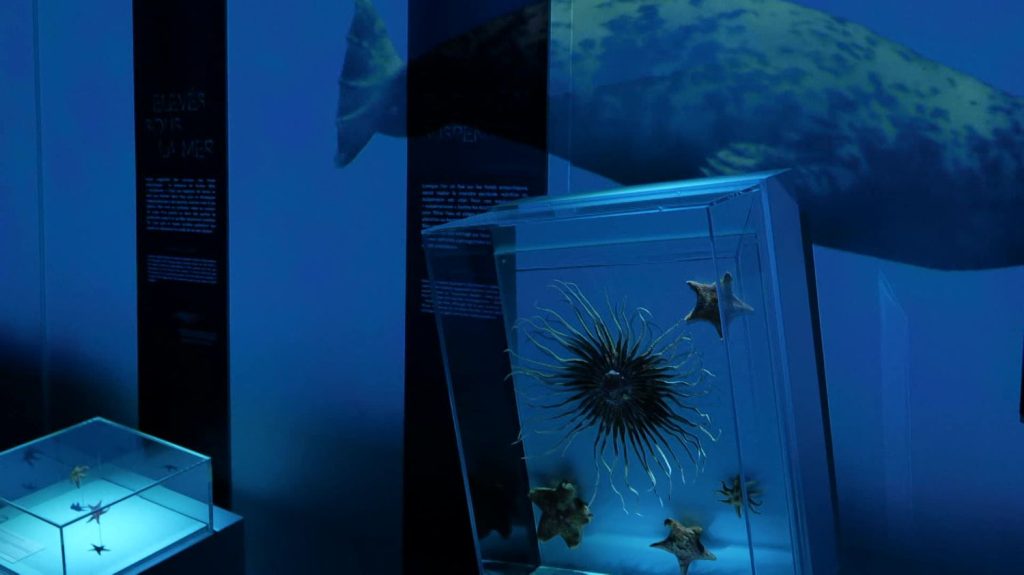 A Rouen, l’exposition "Océan" invite à un périple entre terre et mer
L’Atrium propose un voyage dans les profondeurs des océans jusqu’aux côtes normandes. Une exploration interactive pour mieux connaitre les mystères des fonds sous-marins et les activités maritimes de la région.
