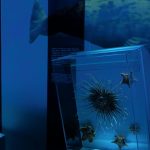 A Rouen, l’exposition "Océan" invite à un périple entre terre et mer
L’Atrium propose un voyage dans les profondeurs des océans jusqu’aux côtes normandes. Une exploration interactive pour mieux connaitre les mystères des fonds sous-marins et les activités maritimes de la région.