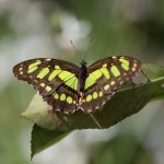 Biodiversité : le col de Bujaruelo, une "autoroute" pour insectes découverte dans les Pyrénées
Après les vols d’oiseaux migrateurs dans le ciel, voici les insectes voyageurs dans les montagnes.
Des chercheurs britanniques ont découvert dans les Pyrénées un corridor de migration, sorte d’autoroute naturelle pour insectes.