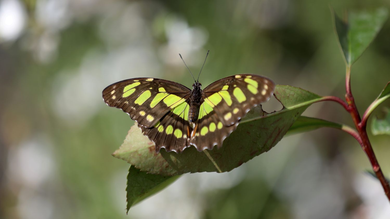 Parnees Insect Insectes migrateurs des Pyrénées : découverte d'un corridor de biodiversité