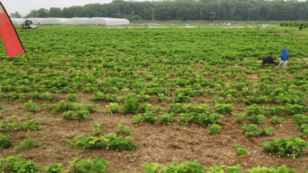 Agriculture : les pluies inondent les champs des maraîchers
Les excès de pluies ont des conséquences sur les cultures. Pour les maraîchers, quand il n’a pas été difficile de semer en raison des sols détrempés, ce sont les plantes au grand air qui ont désormais plus de chances d’attraper des maladies.