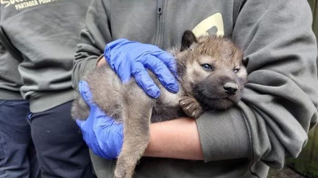 "Maintenant, on peut parler d'une nouvelle meute" : deux louveteaux sont nés au parc animalier de Sainte-Croix en Moselle
Ils n'ont pas encore de noms mais un mâle et une femelle loup sont nés le 9 mai à Sainte-Croix. Un évènement qui ne s'était plus produit depuis cinq ans.