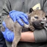 "Maintenant, on peut parler d'une nouvelle meute" : deux louveteaux sont nés au parc animalier de Sainte-Croix en Moselle
Ils n'ont pas encore de noms mais un mâle et une femelle loup sont nés le 9 mai à Sainte-Croix. Un évènement qui ne s'était plus produit depuis cinq ans.