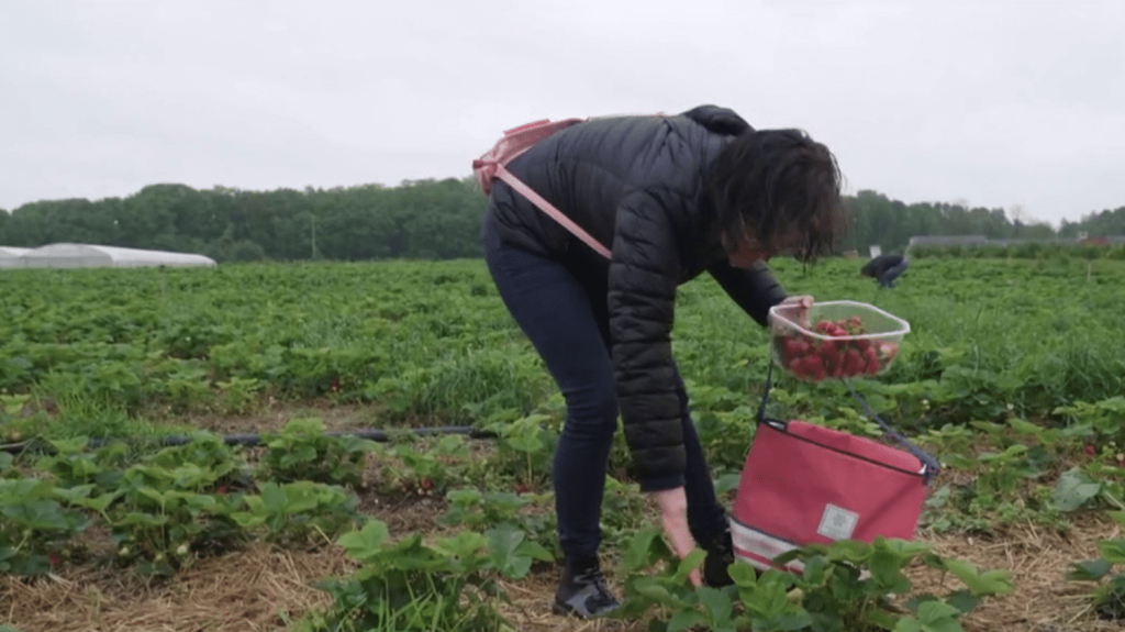 Intempéries : la pluie touche le moral des Français et les cultures
La météo continue à faire de siennes. De nouveaux orages accompagnés de grêle se sont abattus dans le Var. La pluie pèse sur le moral des Français, mais aussi sur celui des agriculteurs qui ont du mal à semer ou à récolter.