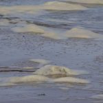 Pas-de-Calais : la plage de Wissant déconseillée à la baignade car trop polluée selon une étude
Les résultats d'une nouvelle étude sur la pollution de l'eau des plages du Pas-de-Calais pointe leur pollution importante, notamment en raison des eaux usées. L'association déconseille de s'y baigner, à l'instar d'autres plages des Hauts-de-France.