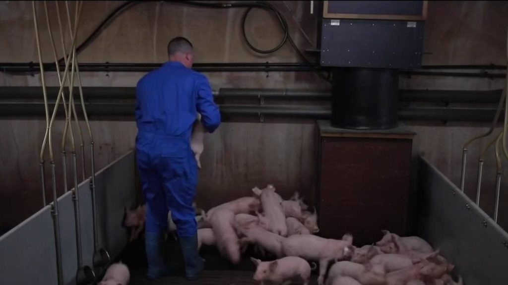 Agriculture : le porc français dans le collimateur de la Chine
Engagées dans une bataille commerciale, la Chine et l’Europe brandissent la menace de mesures de protection pour sauvegarder leur production locale. Une enquête a été ouverte par Pékin sur la filière porcine européenne. Les agriculteurs français pourraient subir de lourdes conséquences.