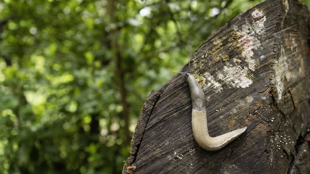 Biodiversité : avec le printemps pluvieux, les limaces envahissent les jardins !
Les jardiniers doivent lutter contre ce gastéropode qui pullule en raison de la météo pluvieuse des dernières semaines et dévore tout sur son passage.