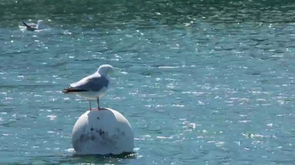 Goélands : la prolifération de l’oiseau est un casse-tête pour les villes côtières
Les goélands sont au cœur des préoccupations des municipalités, qui luttent contre leur prolifération. À Concarneau, dans le Finistère, les habitants sont excédés. Certaines communes lancent des campagnes de stérilisation des œufs.