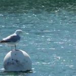 Goélands : la prolifération de l’oiseau est un casse-tête pour les villes côtières
Les goélands sont au cœur des préoccupations des municipalités, qui luttent contre leur prolifération. À Concarneau, dans le Finistère, les habitants sont excédés. Certaines communes lancent des campagnes de stérilisation des œufs.