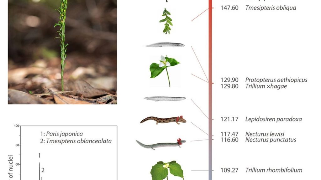 Voici l'être vivant doté du plus gros génome jamais découvert
C’est un record sans doute absolu : on n’en découvrira probablement pas de plus grand. C’est pourtant une petite fougère de rien du tout, toute simple, mais oui, son génome est cinq fois plus grand que le nôtre !