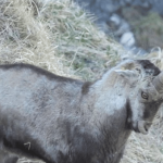 Le retour réussi des bouquetins dans les Pyrénées ariégeoises
La chasse avait fait disparaître les bouquetins pyrénéens en 1910. Une centaine de bouquetins ont été réintroduits il y a dix ans.