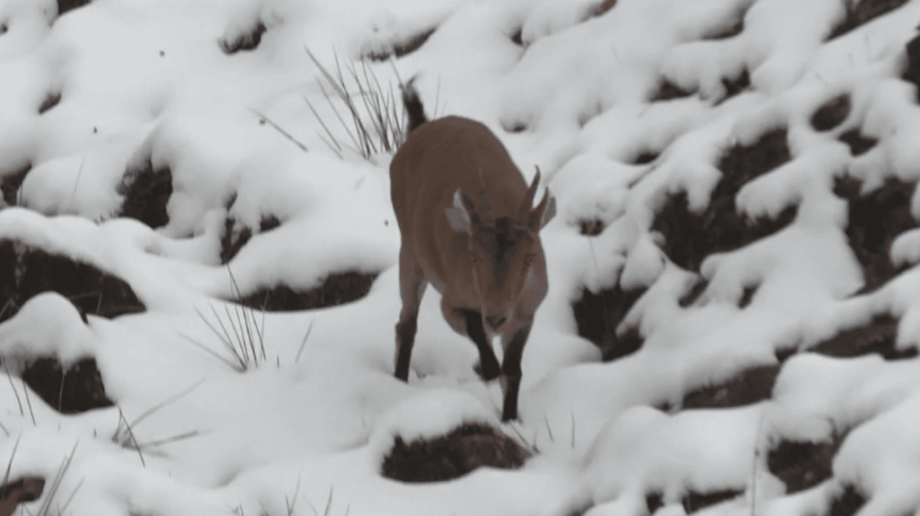 Biodiversité : dix ans après sa réintroduction dans les Pyrénées, le bouquetin ibérique s’est réadapté
Dans la quiétude des montagnes pyrénéennes, vivent des bouquetins réintroduits il y a dix ans. Leur espèce avait disparu il y a 100 ans.