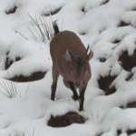Biodiversité : dix ans après sa réintroduction dans les Pyrénées, le bouquetin ibérique s’est réadapté
Dans la quiétude des montagnes pyrénéennes, vivent des bouquetins réintroduits il y a dix ans. Leur espèce avait disparu il y a 100 ans.