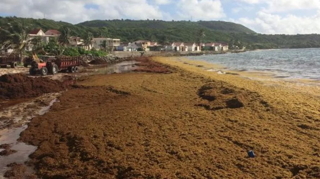Les algues sargasses sont de retour en Martinique
Les algues sargasses aux odeurs nauséabondes paralysent les marins pêcheurs et autres professionnels, à Sainte-Anne en Martinique.