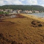 Les algues sargasses sont de retour en Martinique
Les algues sargasses aux odeurs nauséabondes paralysent les marins pêcheurs et autres professionnels, à Sainte-Anne en Martinique.