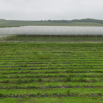 Météo : les fruits et légumes en souffrance à cause du printemps pluvieux
L’excès de pluie des derniers jours rend compliquées les récoltes pour les maraichers, les sols étant détrempées. Explications.