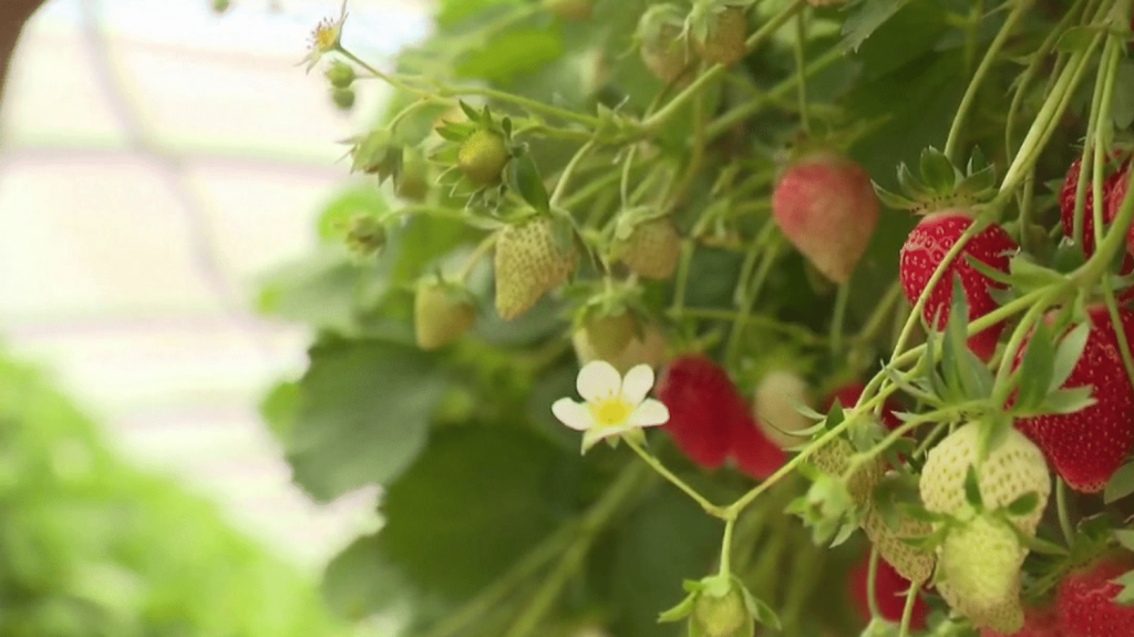 Agriculture : face à la surproduction de fraises, les producteurs appellent à consommer français
La fraise a un goût amer pour les producteurs. L’arrivée soudaine du soleil a fait pousser les fraises dans des proportions inattendues. En conséquence : la surproduction, et la peur de voir des fruits gâchés.