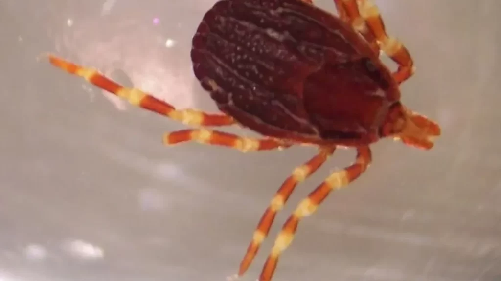 Maladie de Lyme et fièvre hémorragique de Crimée-Congo : attention aux tiques géantes présentes dans le sud de la France
Symptômes grippaux et des troubles digestifs sont autant de signes qui doivent mettre en alerte. Si une tache rouge apparaît sur la peau quelques jours après une piqûre de cette tique de grande taille, il est conseillé de consulter un médecin.