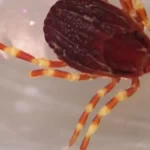 Maladie de Lyme et fièvre hémorragique de Crimée-Congo : attention aux tiques géantes présentes dans le sud de la France
Symptômes grippaux et des troubles digestifs sont autant de signes qui doivent mettre en alerte. Si une tache rouge apparaît sur la peau quelques jours après une piqûre de cette tique de grande taille, il est conseillé de consulter un médecin.