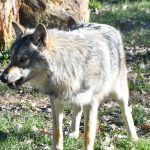 "Si ça continue, l’avenir du loup est menacé à moyen et à long terme", redoute France Nature Environnement
France Nature Environnement s'inquiète de la préservation du loup en France. L'association dénonce les braconnages et les empoisonnements.