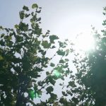 Var : la chaleur bat des records et accable les habitants
Une chaleur sèche et étouffante s'abat sur le Var, jeudi 11 juillet. Les habitants de Cuers, petite commune du département, tentent de s'adapter à ces températures, qui pourraient atteindre les 37 degrés au plus fort de la journée.