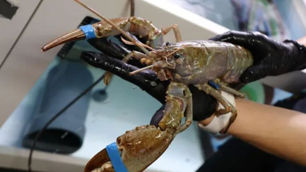 "Du jamais vu" : un homard albinos pêché dans la Manche désormais recueilli à la Cité de la Mer
Une semaine après en avoir informé la Cité de la Mer à Cherbourg-en-Cotentin, le crustacé a été recueilli et placé dans un bassin de quarantaine.