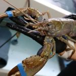 "Du jamais vu" : un homard albinos pêché dans la Manche désormais recueilli à la Cité de la Mer
Une semaine après en avoir informé la Cité de la Mer à Cherbourg-en-Cotentin, le crustacé a été recueilli et placé dans un bassin de quarantaine.