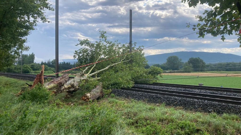 Orages : des dégâts dans le grand Sud Ouest et dans le centre de la France
La grêle a endommagé des toitures, perforé des pare-brises, dévasté des jardins et endommagé les réseaux électriques. Pour l'heure, aucun blessé n'a été signalé.