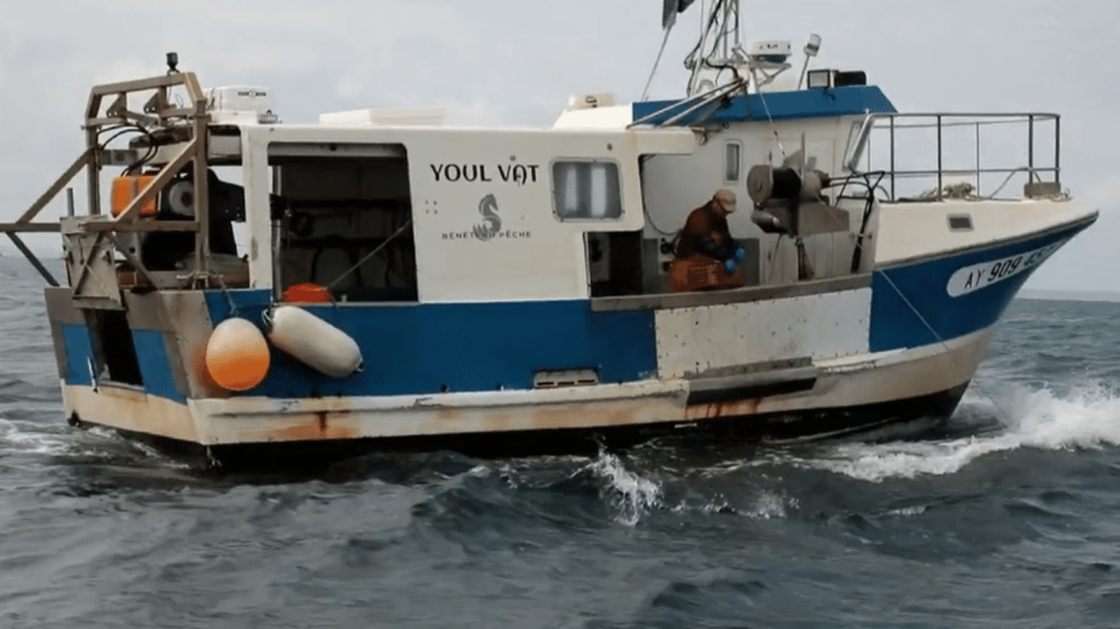 Bretagne : le poulpe est désormais protégé de la pêche en été
Il y a trois ans, le poulpe envahissait les côtes bretonnes, et les pêcheurs avaient carte blanche pour limiter sa prolifération. Aujourd'hui, il s'est raréfié à tel point que sa pêche est interdite tout l'été dans le Finistère sud.
