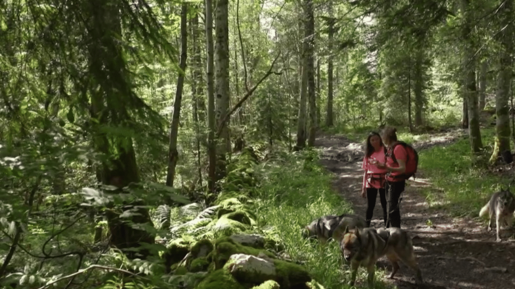 Tourisme : le Jura, entre randonnée canine et escalade le long d’un fort
La semaine dernière, vous avez pu visiter les Vosges avec le 20 Heures. Vendredi 12 juillet, France Télévisions met le cap sur le Jura, avec un programme rythmé mais aussi savoureux.