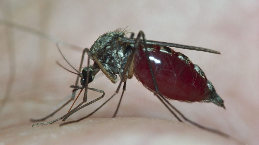 Le virus du Nil occidental circule toujours dans le Var, 11 cas identifiés en France en 2024
Depuis le début de l'année, 10 cas ont été détectés dans le Var et un en Guadeloupe, le 7 août dernier.